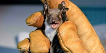 Closest viruses to SARS-CoV-2 found in Laos