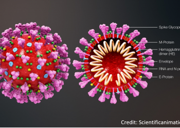 What Is Coronavirus?