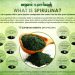 10 Benefits of Spirulina