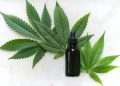 CBD Why It Has Become So Popular