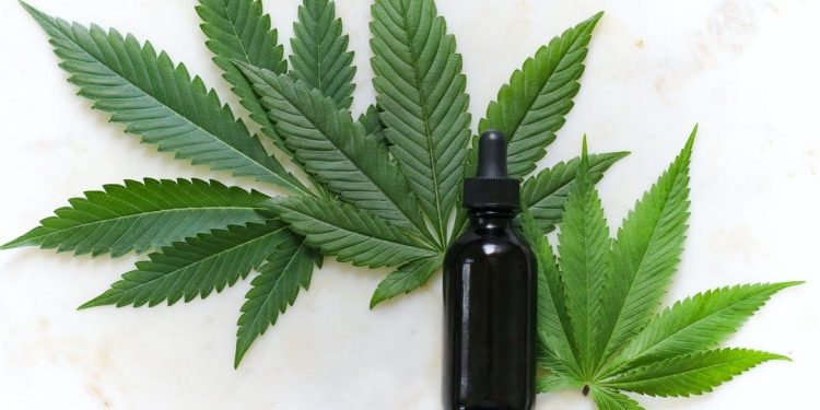 CBD Why It Has Become So Popular