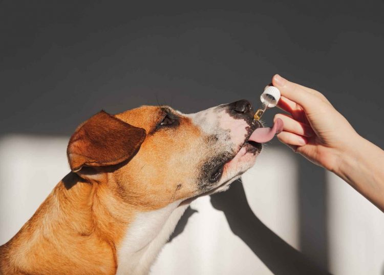 Is Tribe CBD Oil Good For Pets?